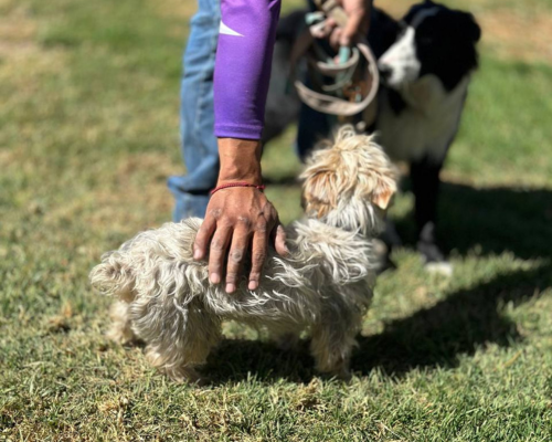 Perrito siendo acariciado por el cuidador de perros en Brothers Collie Club en San Luis Potosí México